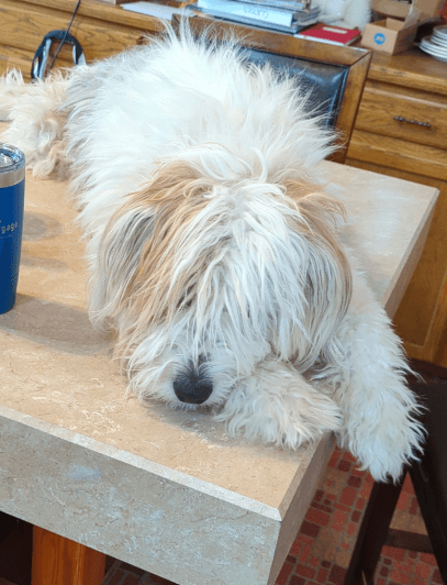 Big Sky Bark and Shine Grooming