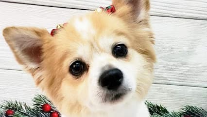 Furvana Pet Salon