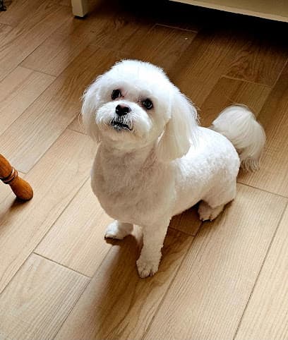 Washes and Wags Pet Grooming