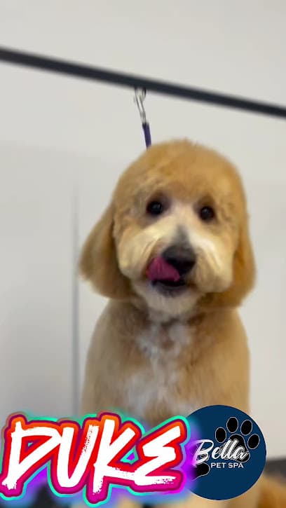 Bella Pet Spa