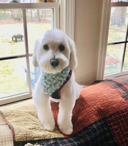 Pawtopia Pet Grooming Salon And Boutique