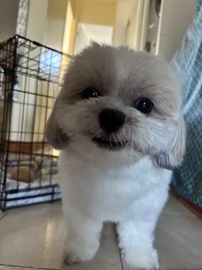 Honolulu Dog Spa