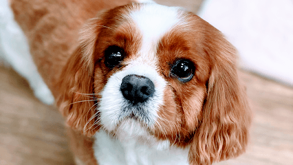 Pet Care Extraordinaire