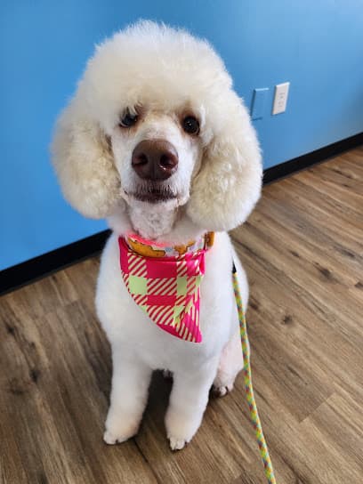 Poodles & Company