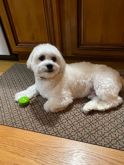 Chibi's Choice Dog Grooming, Daycare & Supply
