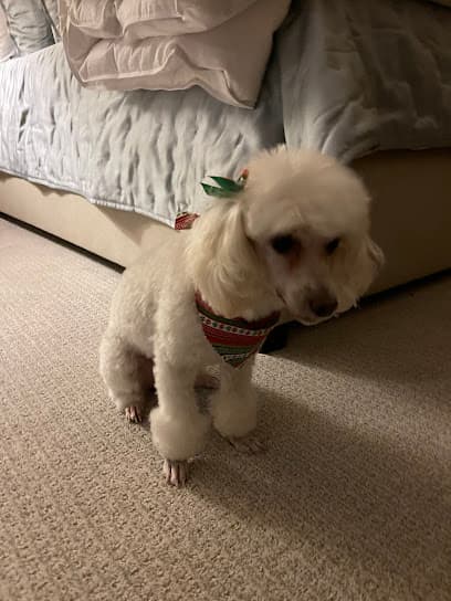 The Dog Groomery