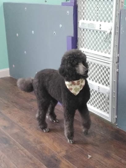 Scrub a pup Dog shop and daycare