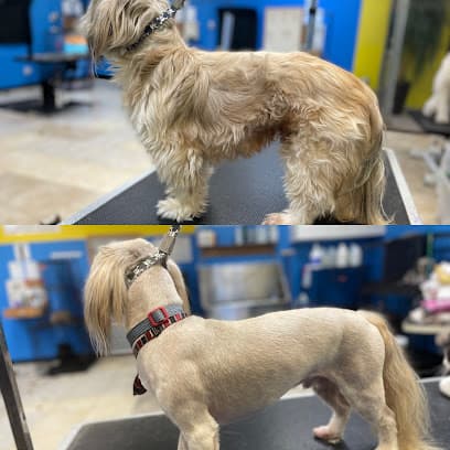 Unleashed Pet Grooming School