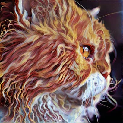 The Cat's Meow Grooming & Suites