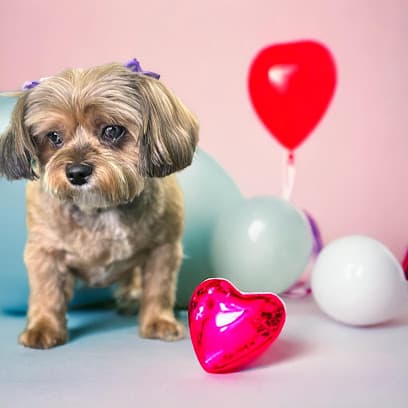 Royal Pet Grooming