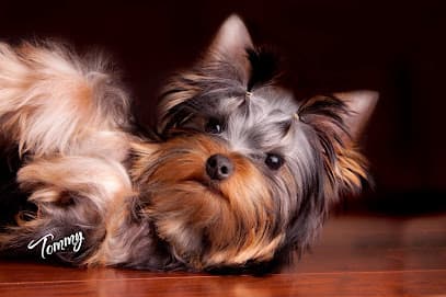 Rio Grooming School & Salon