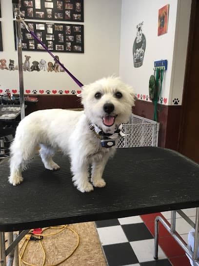 Raggedy Dog Grooming
