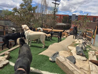 City Bark Lodo