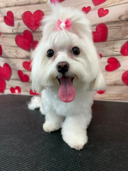 Wags to Riches