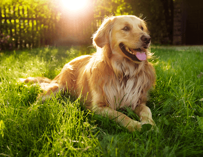 Pet Evolution - Mill Creek, WA - Grooming | Self-Wash | Healthy Food | Mobile Nail Trim