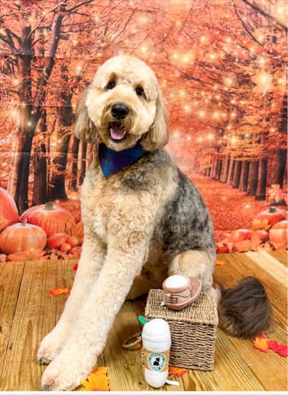 The Paw Spa Elite