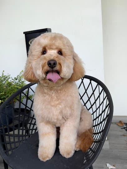 Poochies Mobile Pet Grooming