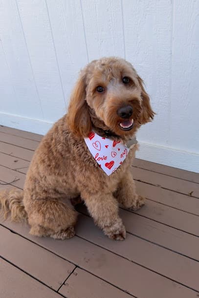 Deb's Diamond Pet Parlor