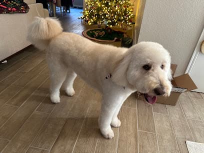 Diamond Dog Pet Salon & Spa