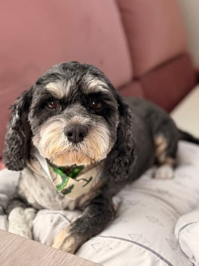 Posh Paws Grooming Salon