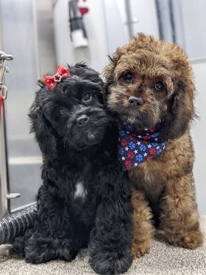 Spotless Hounds Mobile Grooming