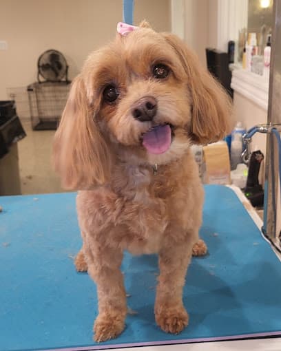 Debonair Dog Pet Spa