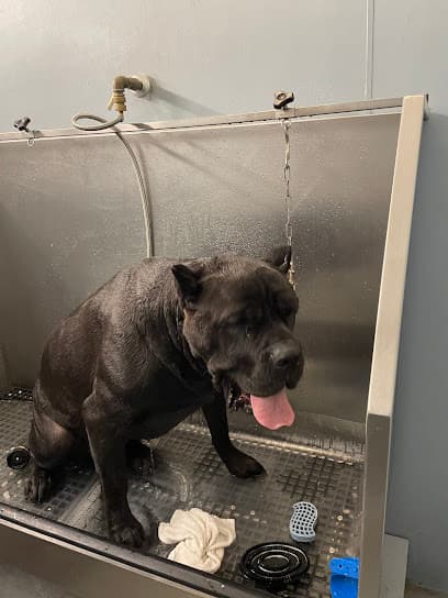 The Wash Dog