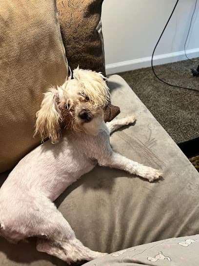 Affordable Grooming Services Plus More