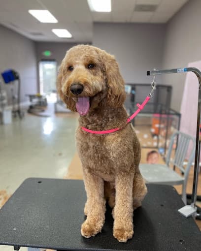 Apex Grooming