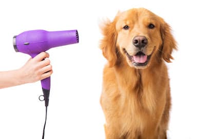 Pampered Paws LTD