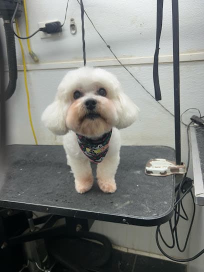 Cool Dog Spa Mobile Pet Grooming