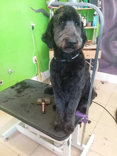 Hair of the dog Salon