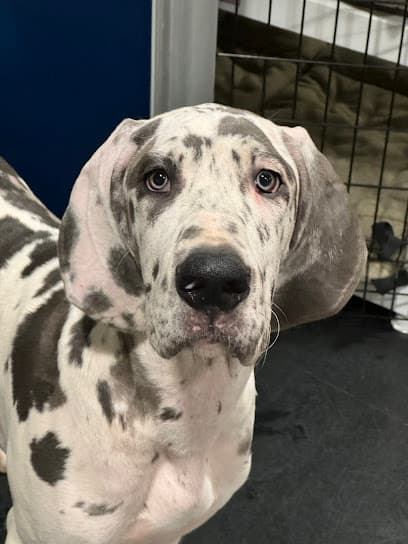 Tally Wags, LLC