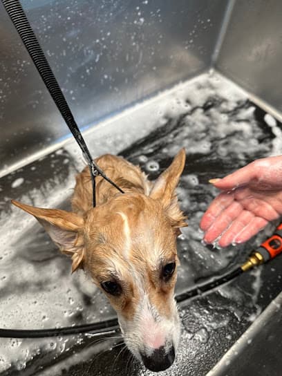 Wash Spot Exp Self Services Dog