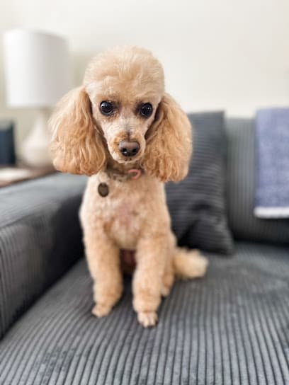 the Groomery