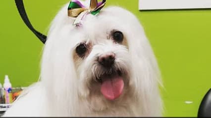 Grooming By Lesa