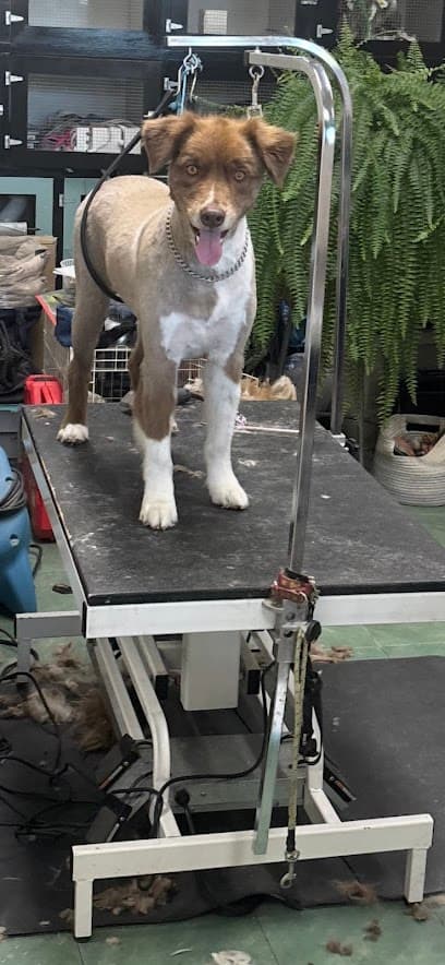Dog's Day Out Pet Salon