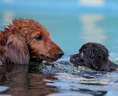 Yappy Place