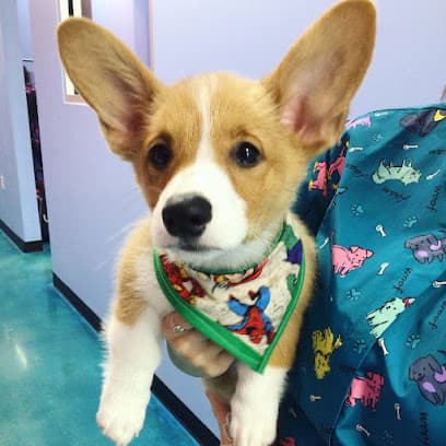 Pup Town Spaw: Self wash and pet grooming