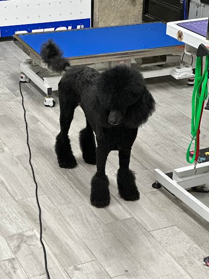 Doggy Daze - Gilbert Dog Grooming