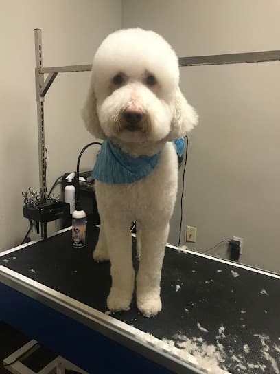 Glamour Pet Grooming