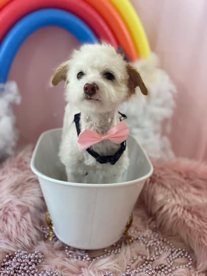 Barbie's Pet Salon