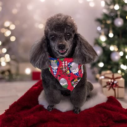 Park & Bark Mobile Pet Grooming Services and Pet Washing