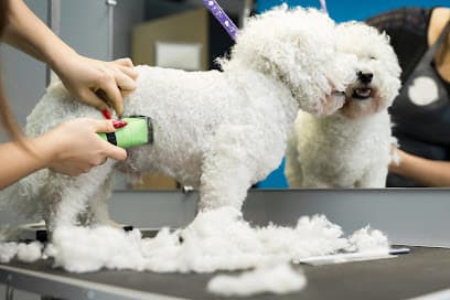 Doggy Daze - Tempe Dog Grooming