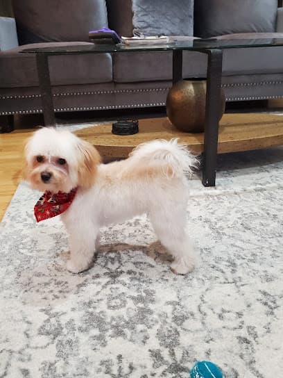 Paws for a Moment Pet Spa & Boutique