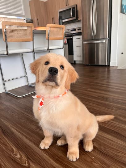 Happi Pup Spa (formerly Sydnees Pet Grooming)