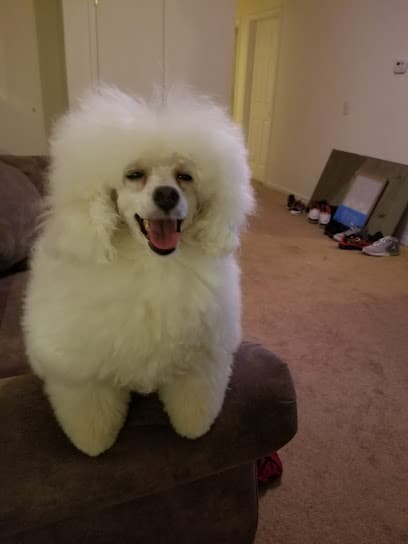 South Paws Dog Grooming