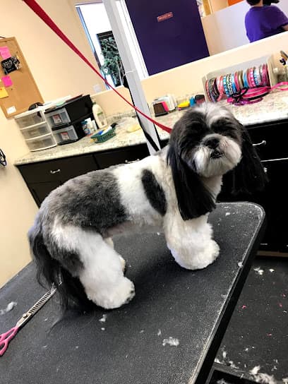 Velvet Bow Pet Grooming