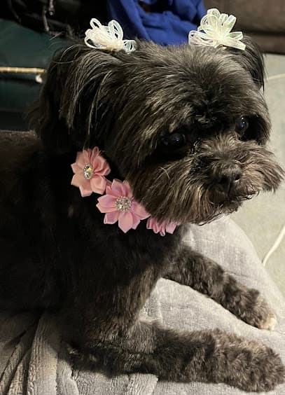 Lady and The Beast Pet Boutique Inc