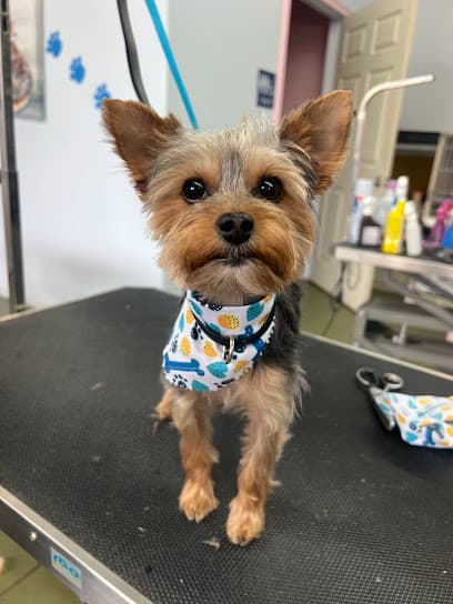 Bo's Dog Grooming
